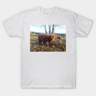 Scottish Highland Cattle Calf 1842 T-Shirt